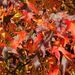 20081012_royalbotanicgardenskew_281